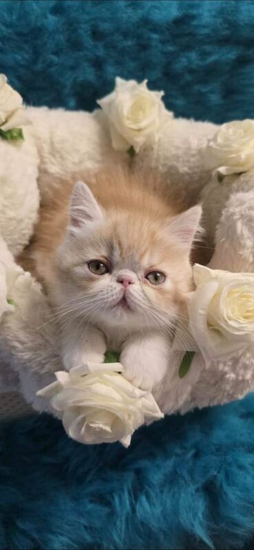 Persian kittens for sale in Stratford, Greater London – 11 weeks old - Image 2 of 4