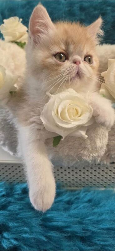 Persian kittens for sale in Stratford, Greater London – 11 weeks old - Image 3 of 4