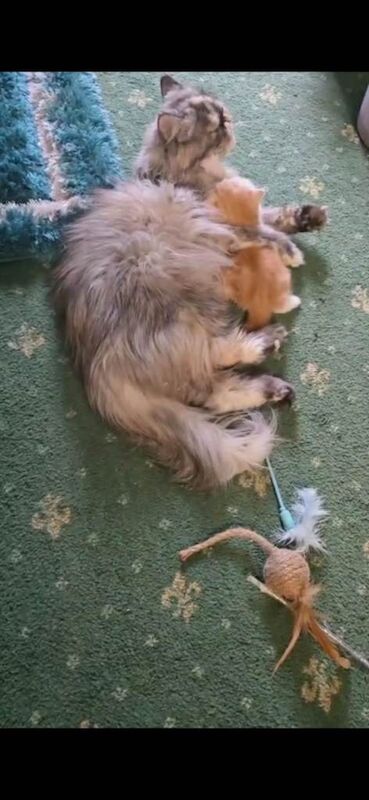 Persian kittens for sale in Stratford, Greater London – 11 weeks old - Image 4 of 4