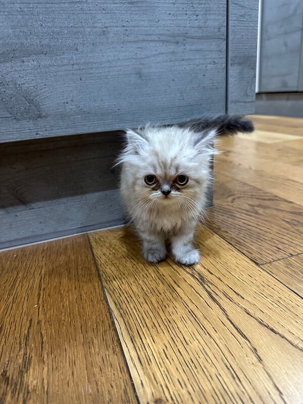 Persian kittens for sale in Heald Green, Greater Manchester