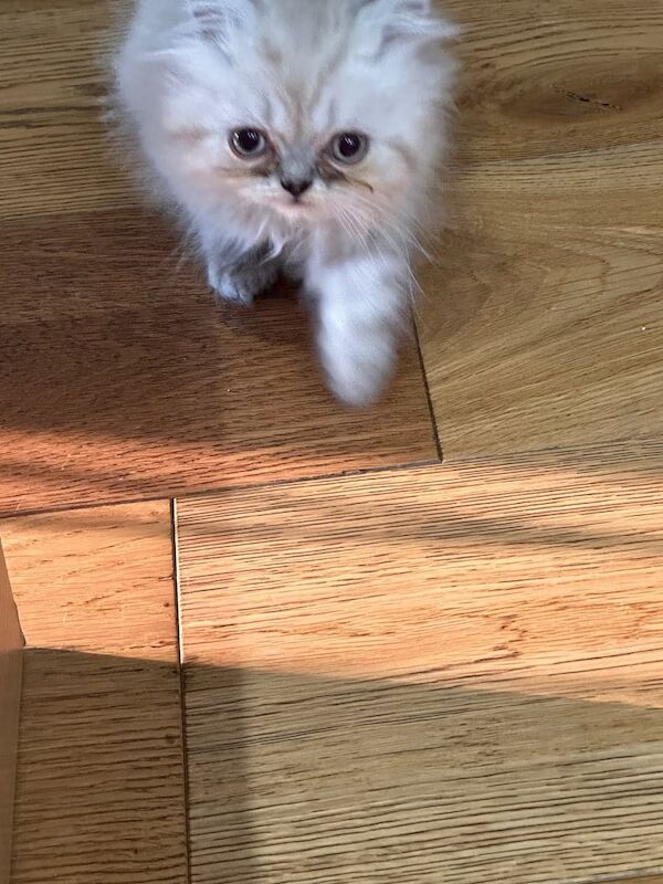 Persian kittens for sale in Heald Green, Greater Manchester | Image 2