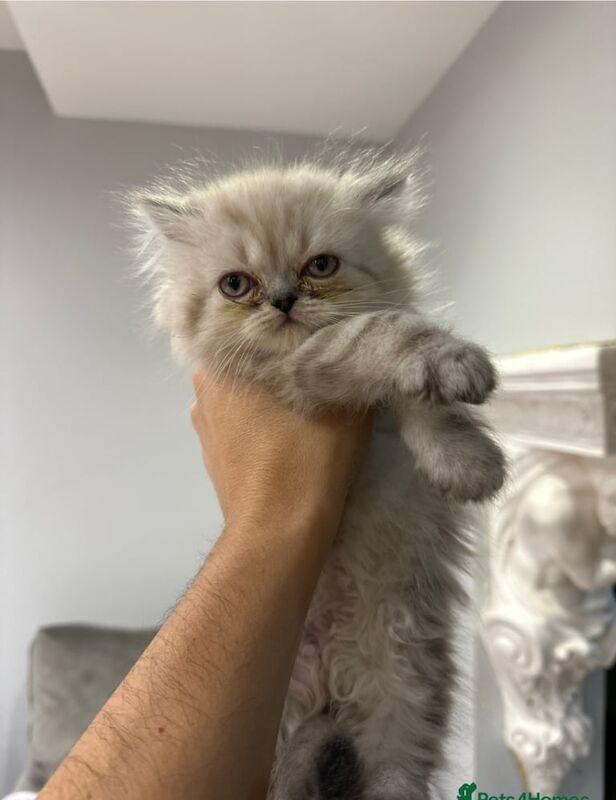 Persian kittens for sale in Heald Green, Greater Manchester | Image 3