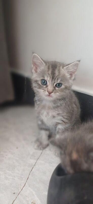 Persian kittens for sale in South Shields, Tyne and Wear