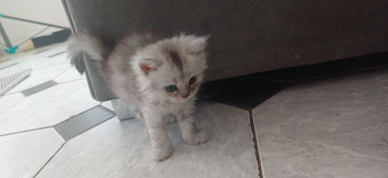 Persian kittens for sale in South Shields, Tyne and Wear | Image 2