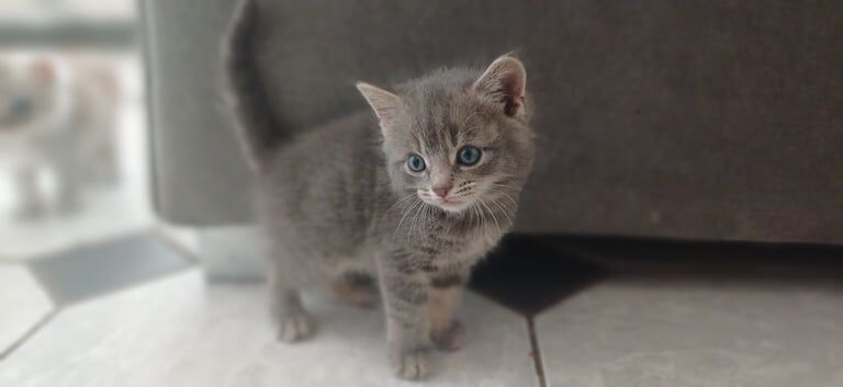Persian kittens for sale in South Shields, Tyne and Wear | Image 3