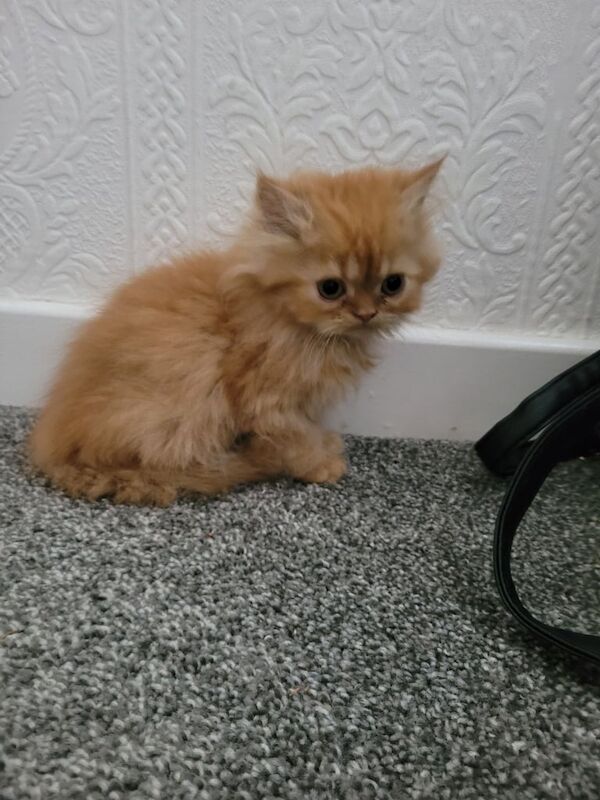 Persian kittens for sale in Little Hulton, Greater Manchester