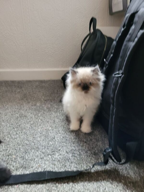 Persian kittens for sale in Little Hulton, Greater Manchester | Image 2