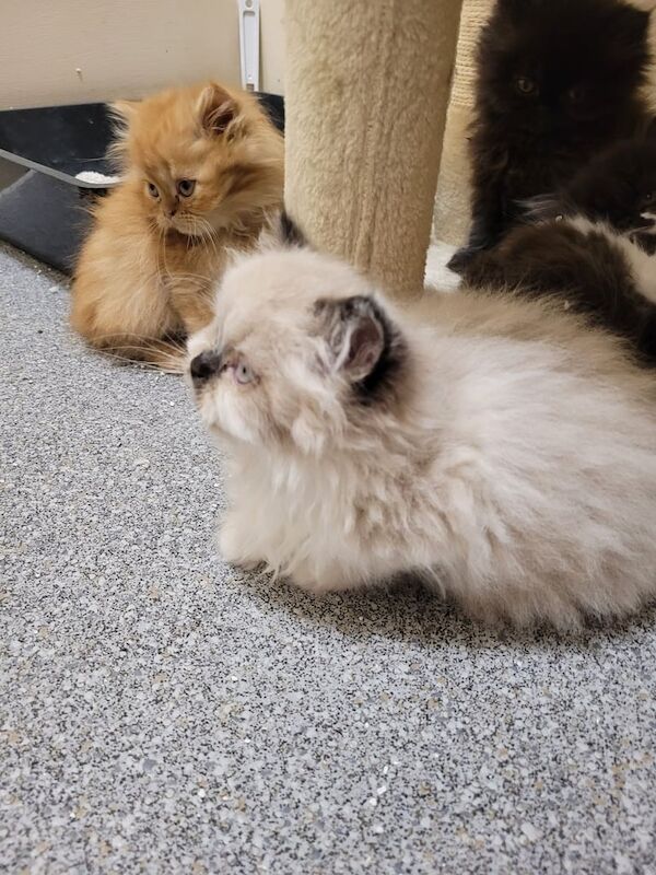 Persian kittens for sale in Little Hulton, Greater Manchester | Image 3