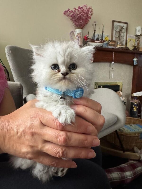 Persian kittens for sale in Wigan, Greater Manchester – 6 weeks old