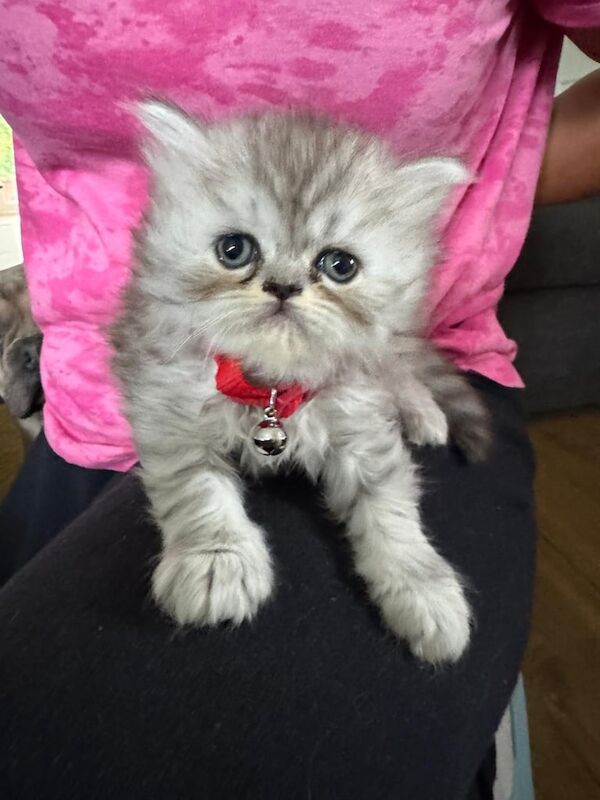 Persian kittens for sale in Wigan, Greater Manchester – 6 weeks old - Image 2 of 3