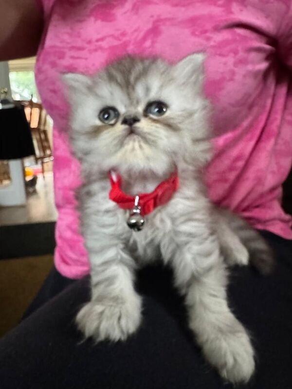 Persian kittens for sale in Wigan, Greater Manchester – 6 weeks old - Image 3 of 3