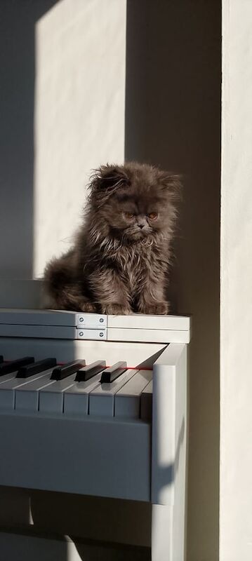 Persian kittens for sale in Coulsdon, Greater London – 3 months old
