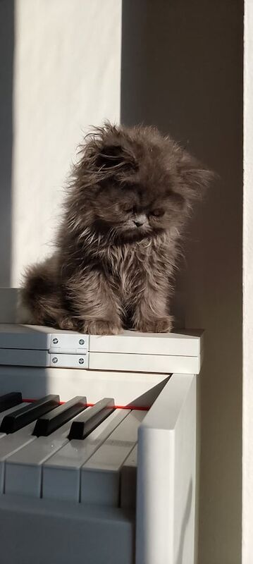 Persian kittens for sale in Coulsdon, Greater London – 3 months old - Image 2 of 3