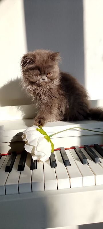 Persian kittens for sale in Coulsdon, Greater London – 3 months old - Image 3 of 3