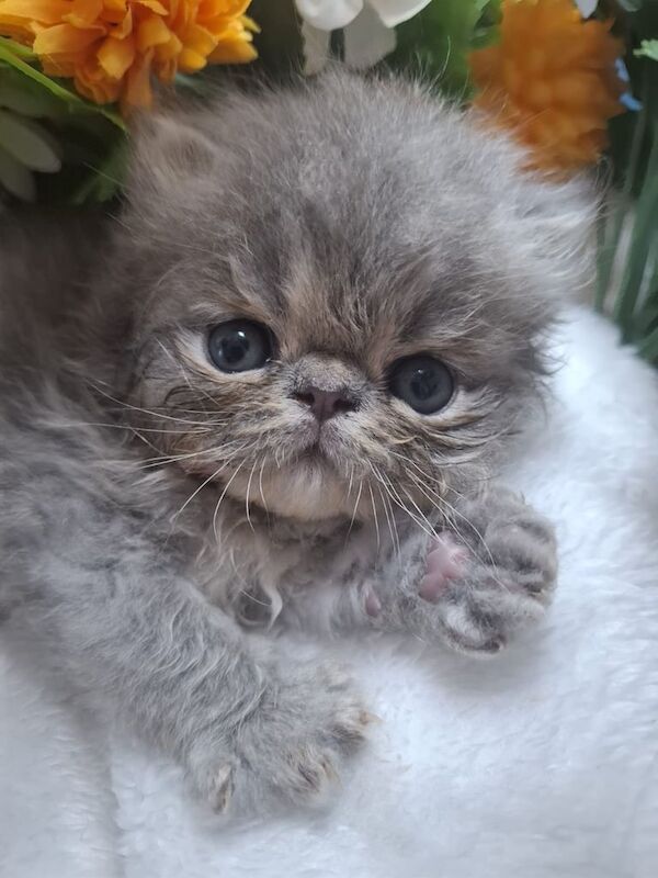 Persian kittens for sale in Acton, Greater London – 4 weeks old