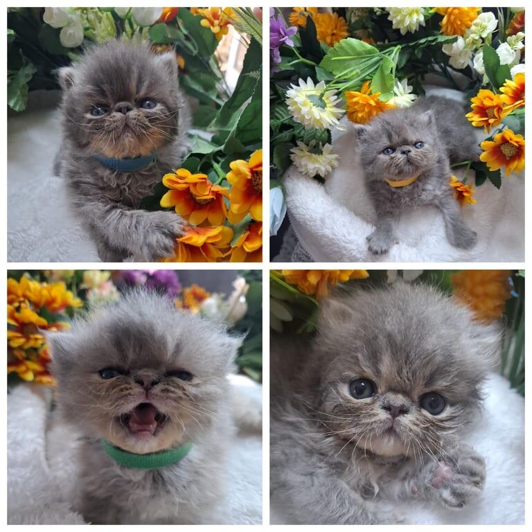 Persian kittens for sale in Acton, Greater London – 4 weeks old - Image 2 of 3