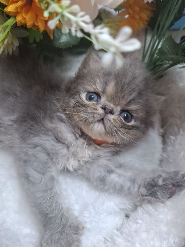 Persian kittens for sale in Acton, Greater London – 4 weeks old - Image 3 of 3