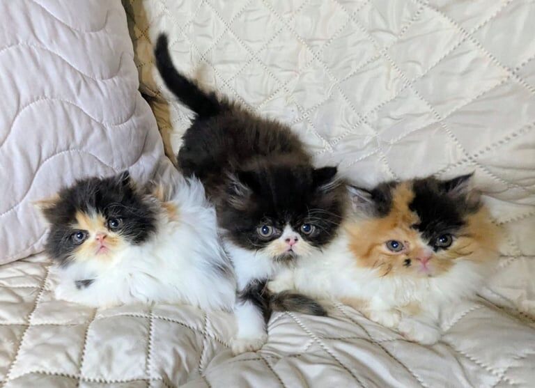 Persian kittens for sale in Stevenage, Hertfordshire – 8 weeks old