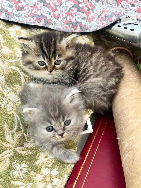 Persian kittens for sale in Wotton-under-Edge, Gloucestershire – 3 months old - Image 3 of 3