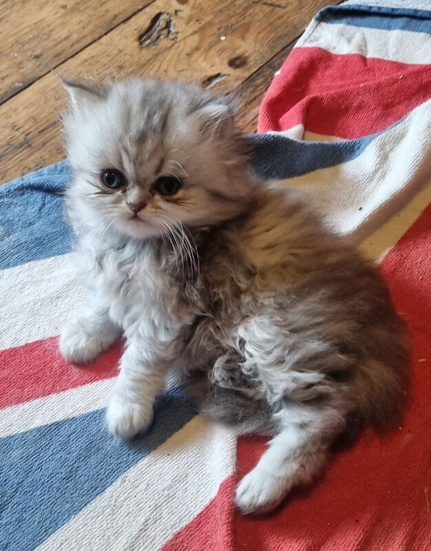 Persian kittens for sale in Bury, Greater Manchester – 7 weeks old