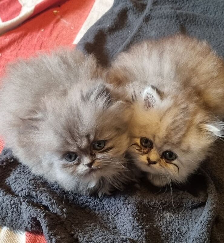 Persian kittens for sale in Bury, Greater Manchester – 7 weeks old - Image 2 of 3