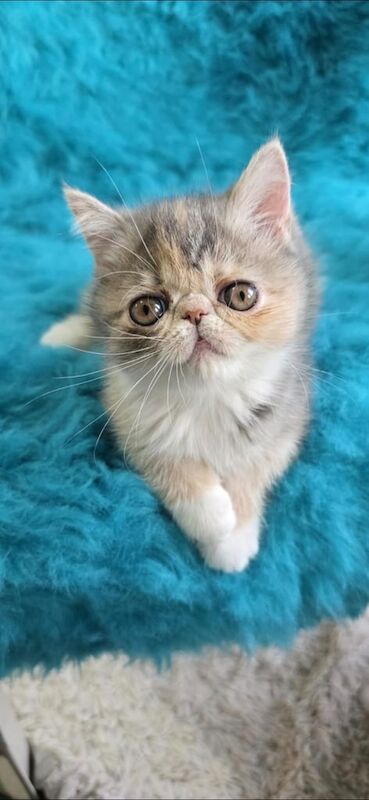 Persian kittens for sale in Newham, Cornwall – 11 weeks old