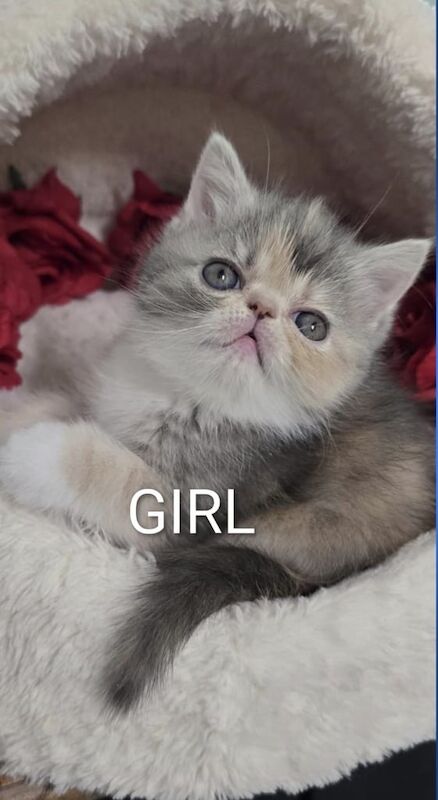 Persian kittens for sale in Newham, Cornwall – 11 weeks old - Image 2 of 6