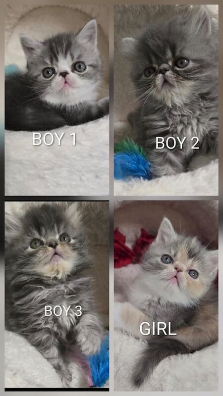 Persian kittens for sale in Newham, Cornwall – 11 weeks old - Image 3 of 6