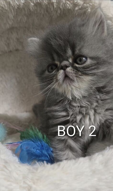 Persian kittens for sale in Newham, Cornwall – 11 weeks old - Image 4 of 6