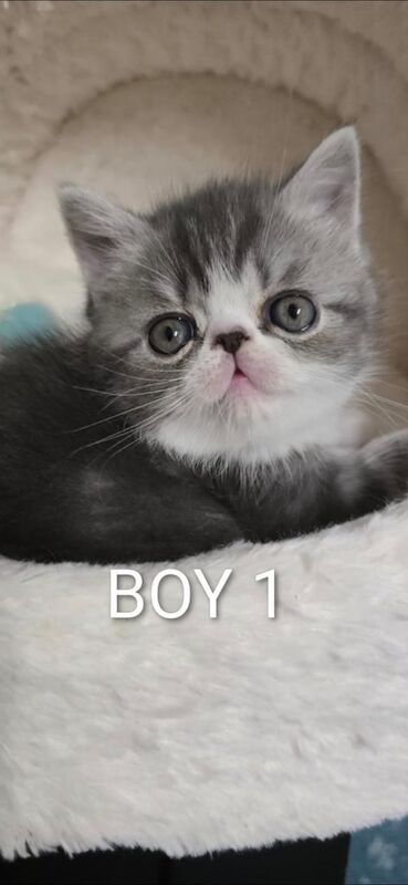 Persian kittens for sale in Newham, Cornwall – 11 weeks old - Image 5 of 6