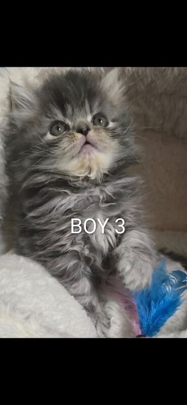Persian kittens for sale in Newham, Cornwall – 11 weeks old - Image 6 of 6