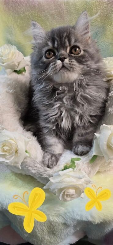 Persian Kittens For Sale
