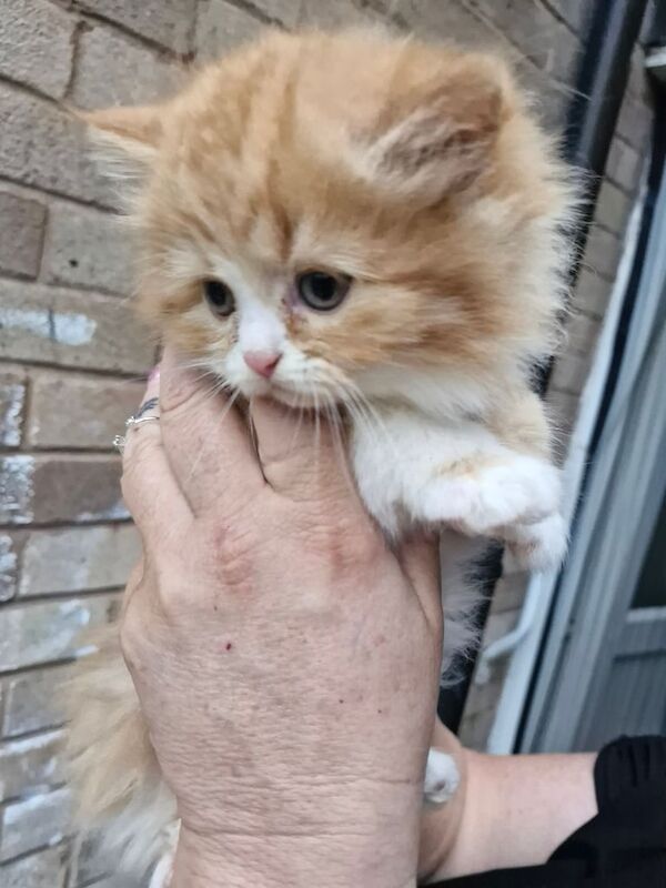 Persian kittens for sale in Beeston, Nottinghamshire – 8 weeks old