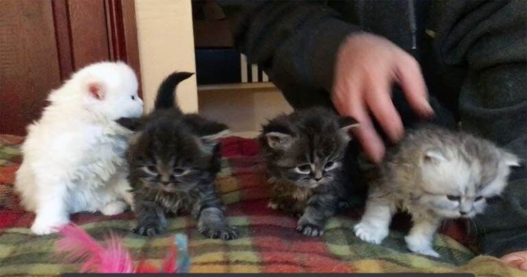 Persian kittens for sale in Burton upon Trent, Staffordshire – 5 weeks old