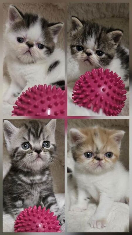 Persian kittens for sale in Plaistow, Greater London – 4 weeks old