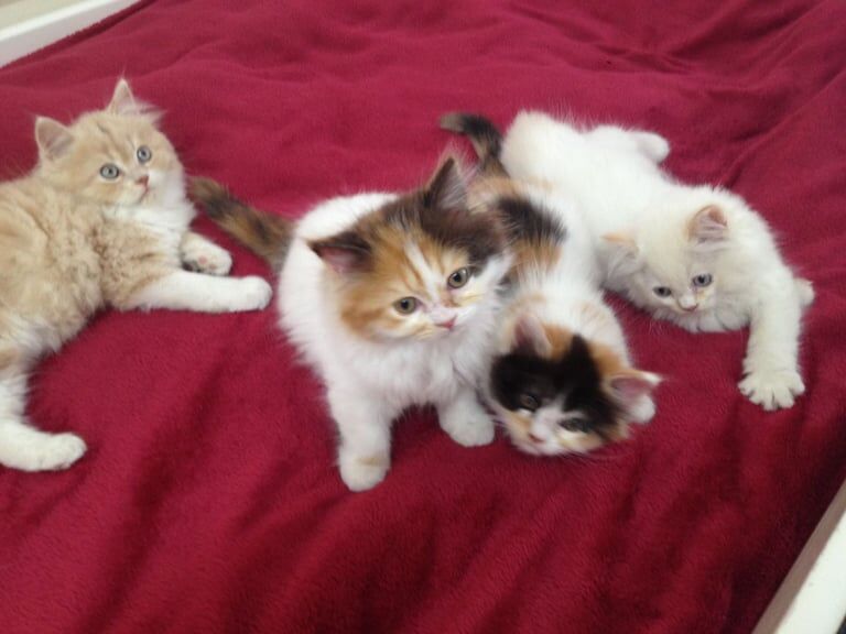 Persian kittens, blue eyes, lilac, looking for New forever home - ready now for sale in Heathrow, London