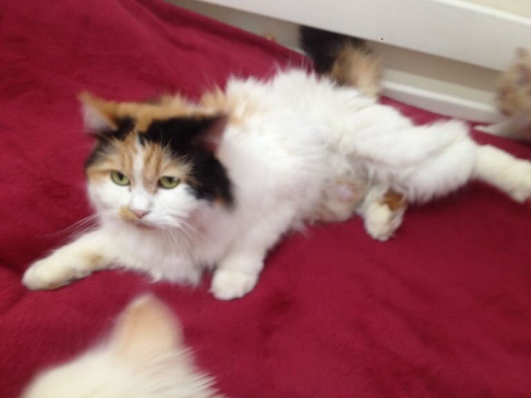 Persian kittens, blue eyes, lilac, looking for New forever home - ready now for sale in Heathrow, London | Image 2