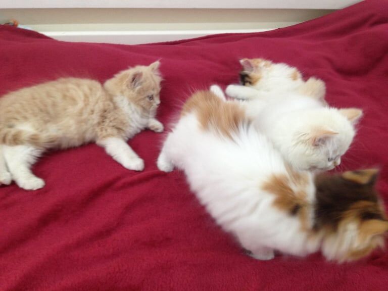 Persian kittens, blue eyes, lilac, looking for New forever home - ready now for sale in Heathrow, London | Image 3