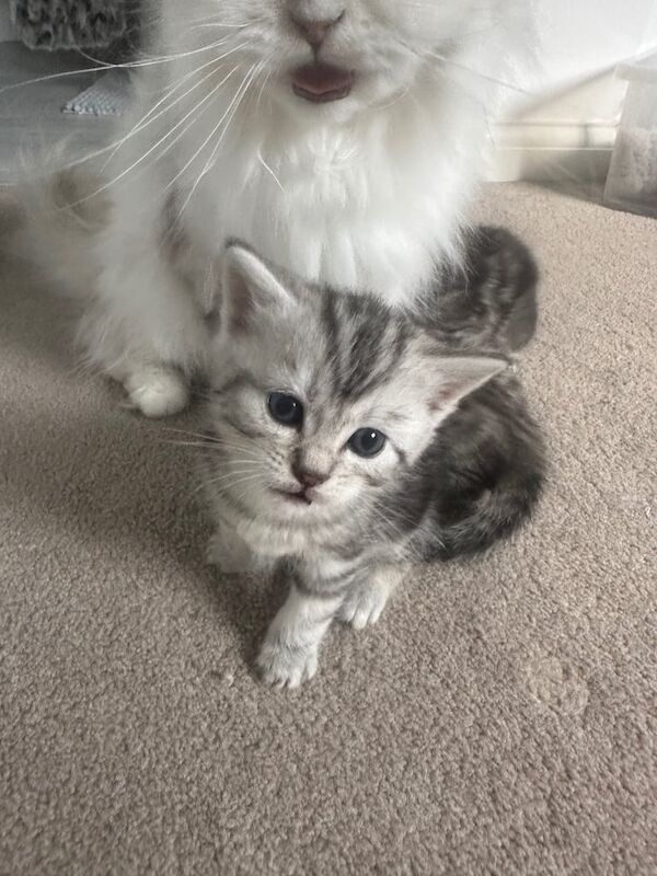 Persian kittens for sale in Costessey, Norfolk – 4 weeks old