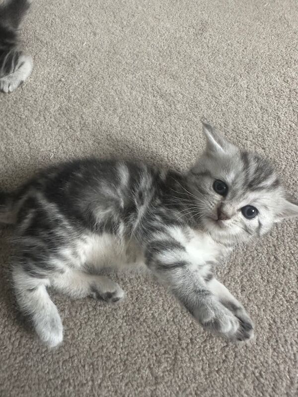 Persian kittens for sale in Costessey, Norfolk – 4 weeks old - Image 2 of 3