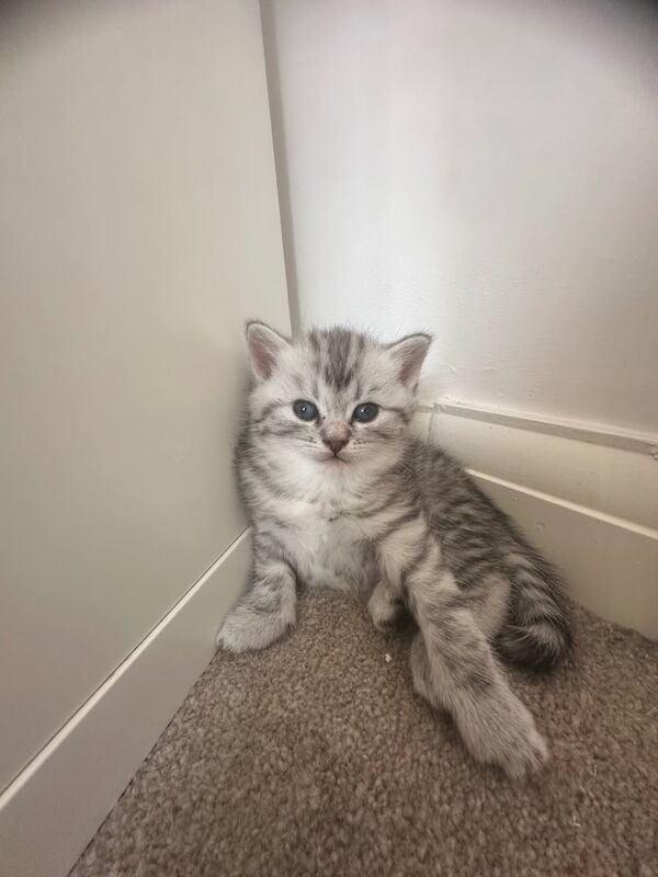Persian kittens for sale in Costessey, Norfolk – 4 weeks old - Image 3 of 3