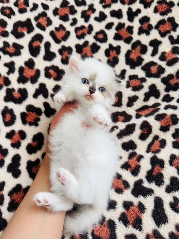 Persian kittens for sale in Clapham, Greater London