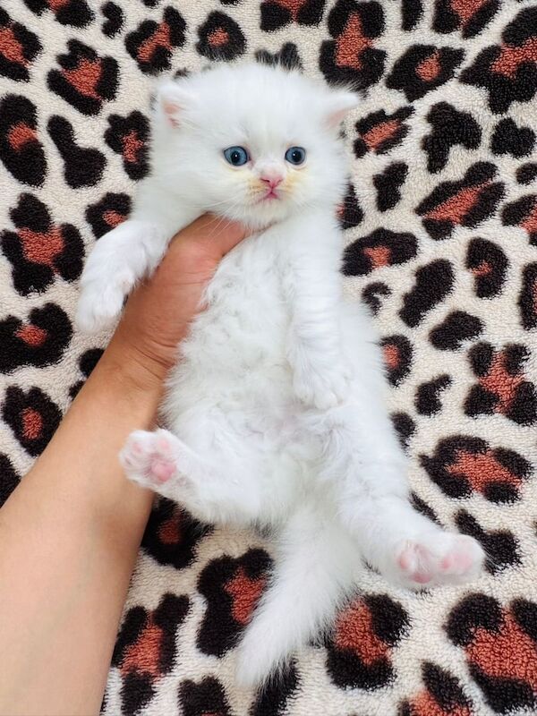 Persian kittens for sale in Clapham, Greater London