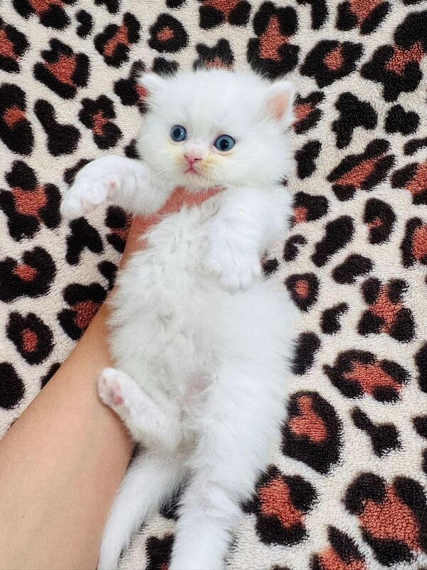 Persian kittens for sale in Clapham, Greater London | Image 2
