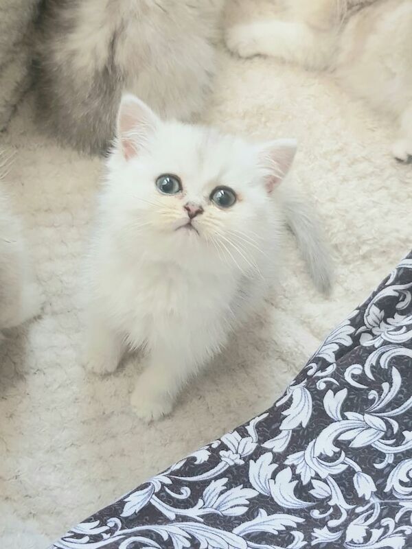 Persian kittens for sale in East Ham, Greater London