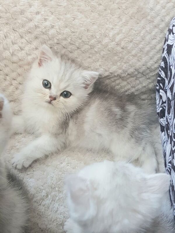 Persian kittens for sale in East Ham, Greater London | Image 2