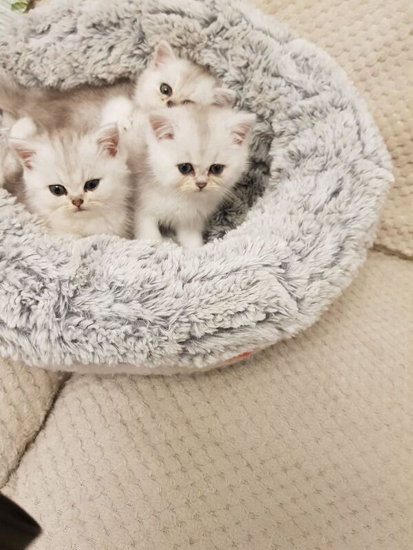 Persian kittens for sale in East Ham, Greater London | Image 3