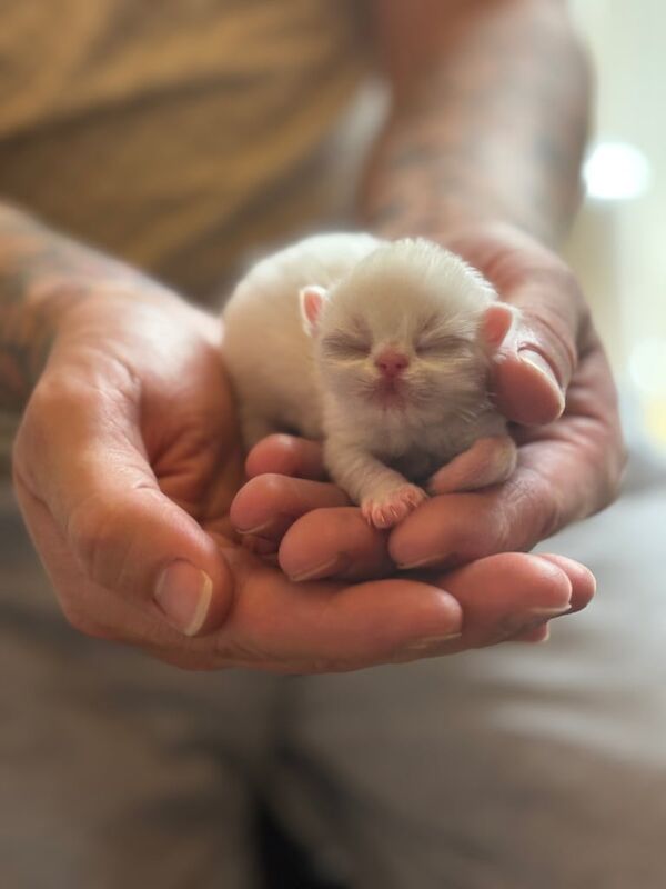 Persian kittens for sale in Woodley, Greater Manchester – 1 week old