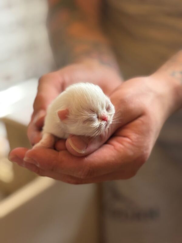 Persian kittens for sale in Woodley, Greater Manchester – 1 week old - Image 2 of 3
