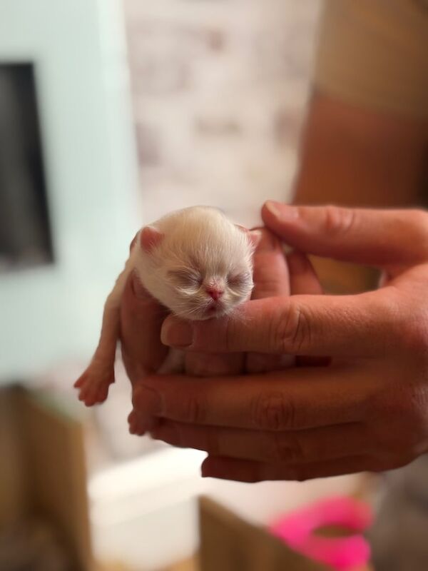 Persian kittens for sale in Woodley, Greater Manchester – 1 week old - Image 3 of 3